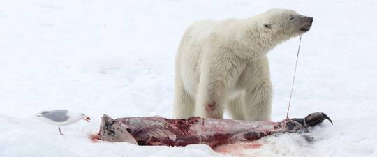 l'alimentation de l'ours polaire