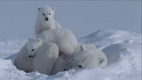 Reproduction and development of polar bears