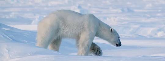 Polar Bear weigth