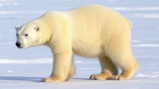 Polar bear showing its considerable weight