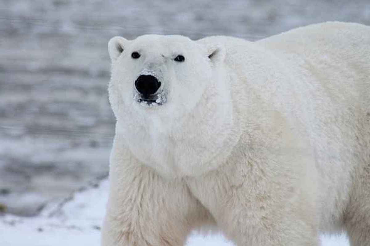Polar Bear Size Variation by Geographic Location