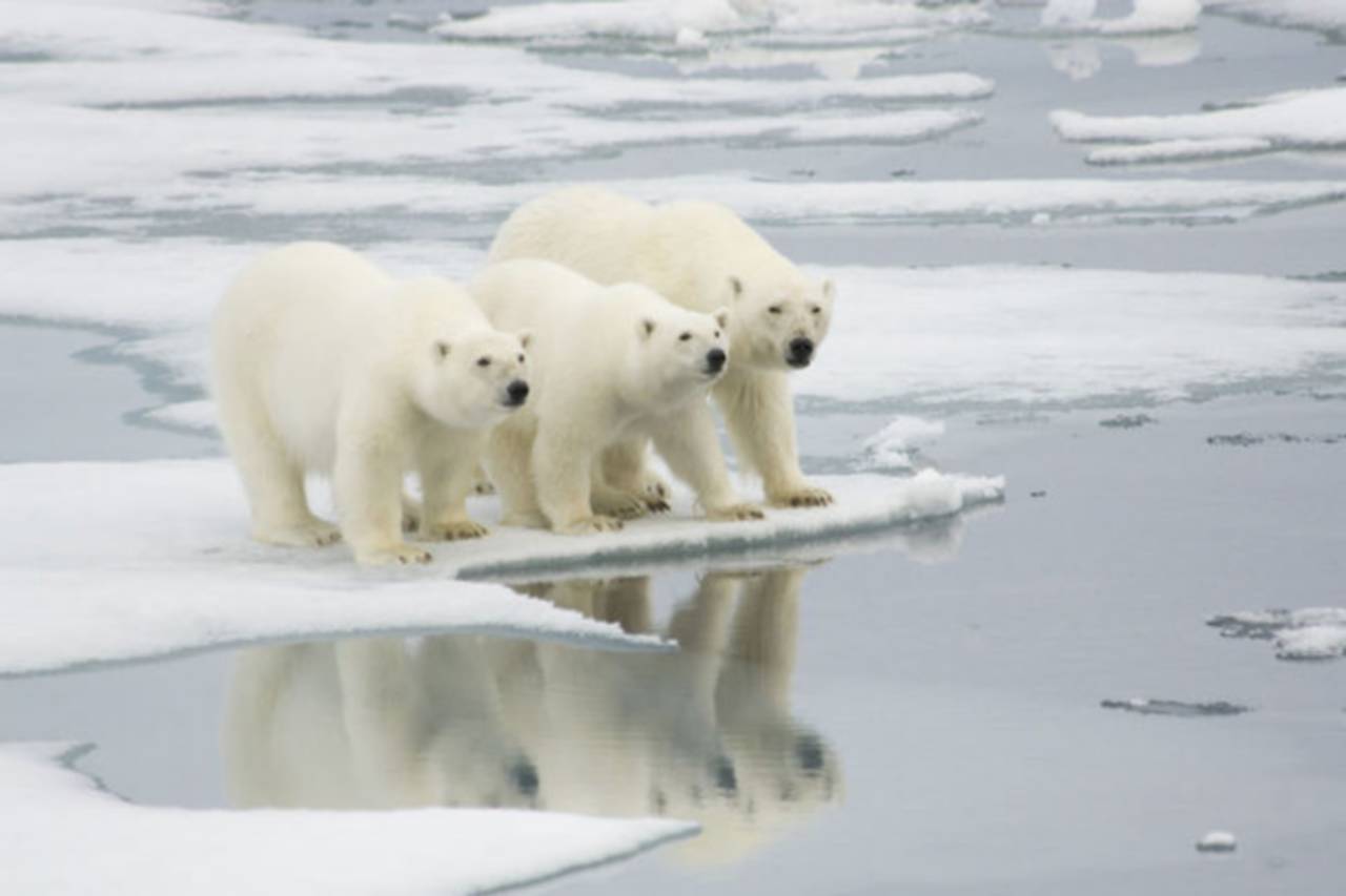 PPreserving Polar Bear Habitats Conservation Efforts and Protections